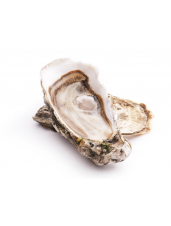 Устрица Белый жемчуг