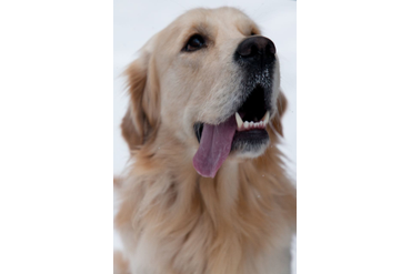 Ланди / РЗ Ланди Лев/, 4 года, с желтой ленточкой