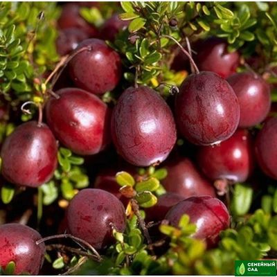 Клюква "Бен Лир"