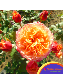 Ла Вилла Котта (La Villa Kotta)