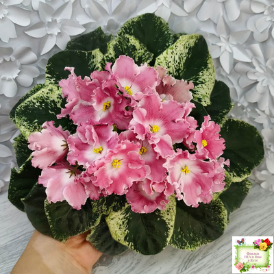 НД-Морковка (Н. Данилова-Суворова) 2021 г. (лист посажен 26.02.26)