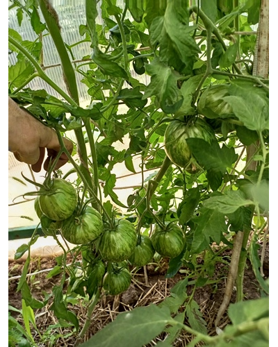 Томат Сердце Марши (Marsha's Starfighter Heart)