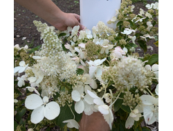 Гортензия метельчатая Пинк Леди