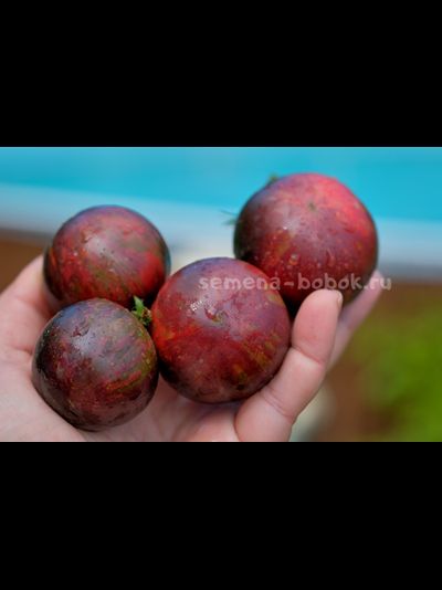 Томат Dwarf Gondwana Lava (Гном Гондвана Лава), 10 шт