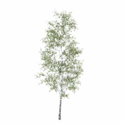 лиственные Береза 3