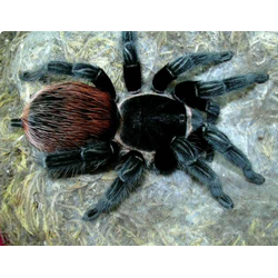 Brachypelma epicureanum