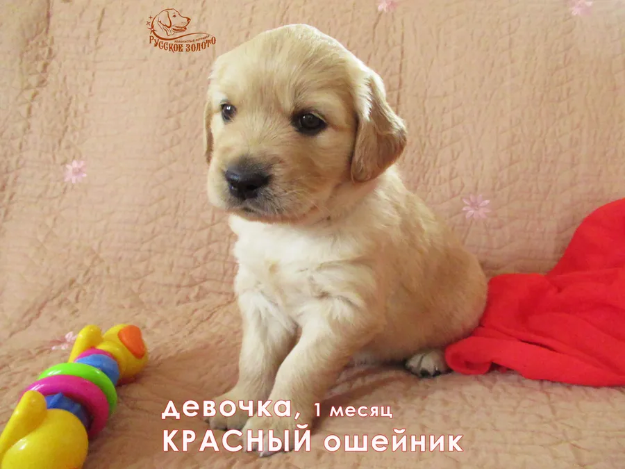 1 месяц. Девочка с КРАСНЫМ ошейничком