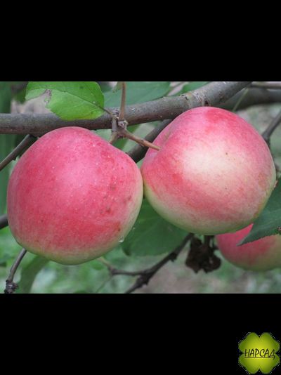 Яблоня "СТРОЕВСКОЕ" (ВЕЛИКОЛЕПНЫЙ ВКУС! Саженец 1 год, на полукарликовом подвое)