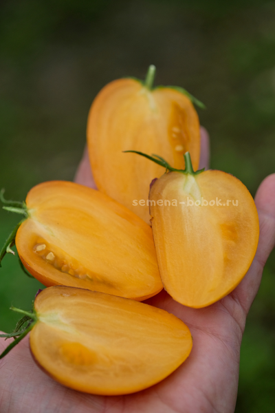 Томат Рыжая Комета Софии, 10 шт