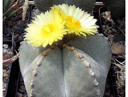 Astrophytum myriostigma v.tulense  cv. - 5 семян