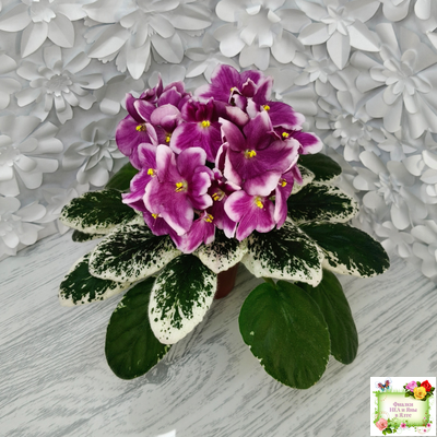 KZ-Источник Вдохновения (И. Заикина) 2023 г.