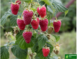 Малина рем.* "Карамелька"