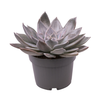 Echeveria Silver Queen