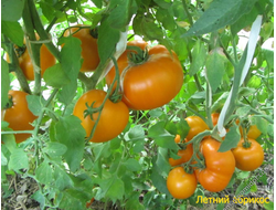 Томат Летний абрикос (Болгария)