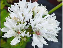 Пеларгония Ирида Снежинка