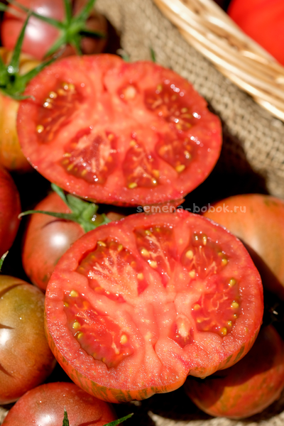 Томат Ярсон 26 (Jarson 26), 10 шт