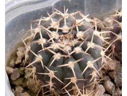 Gymnocalycium riojense ssp.paucispinum VG-1303 (D=12-15mm)