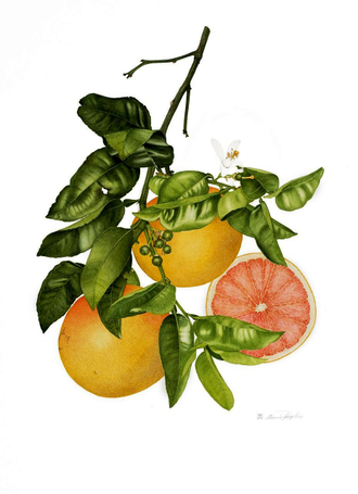Грейпфрут красный (Citrus paradisi) (цедра) 5 мл - 100% натуральное эфирное масло