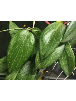 Hoya Fitchii