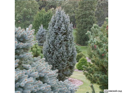 Ель Изели Фастигиата - Iseli Fastigiate