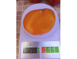 Томат Чудо Земли оранжевое