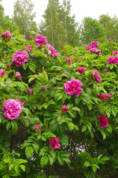 Роза морщинистая (Шиповник морщинистый)