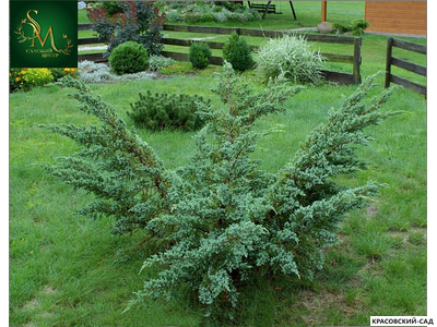 Можжевельник обыкновенный Мейер в сетке и мешковине готова к доставке - Красовский-Сад.рф