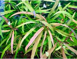 Гигрофила иволистная (ветка)