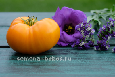 Томат Персик и Крем (Peaches and Cream), 10 шт