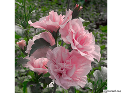 Гибискус Пинк Шифон - Pink Chiffon