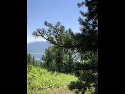 Гидролат Алтай (кедр и можжевельник)