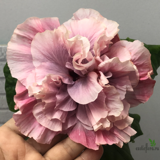 Гибискус Taiwan Classic Ballet