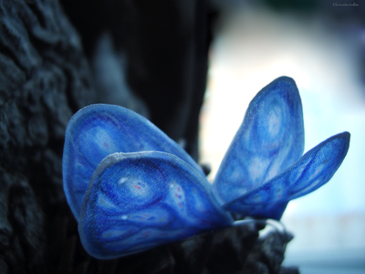 Длинные серьги на дугах "Крылышки феи Небесной Лазури"