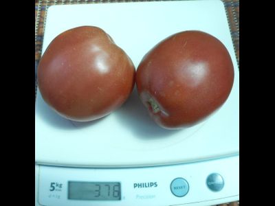 Томат Воловье сердце минусинское