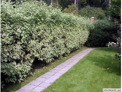 Живая изгородь из дерена