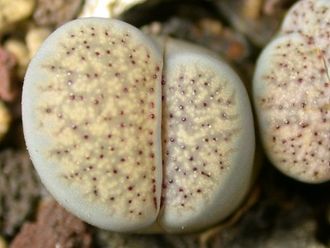 Lithops verruculosa C129 - 10 семян