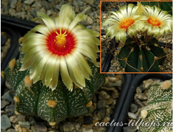 Astrophytum CAPAS Х A.senile v.aureum - 5 семян