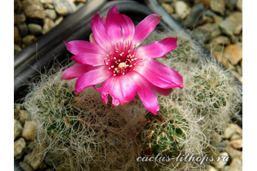 SULCOREBUTIA TARABUCOENSIS SSP.HERTUSII LH 892