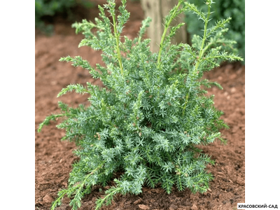 Можжевельник Блю Альпс - Blue Alps