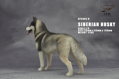 Сибирская хаски (серая) - Коллекционная ФИГУРКА 1/6 scale Husky (QYC003D) - QuanYingCun