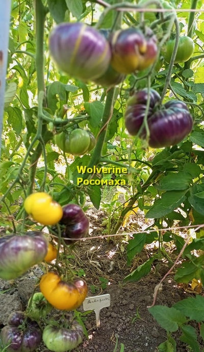 Томат Росомаха (Wolverine)