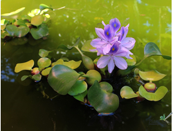 Водный гиацинт — Эйхорния