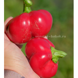 Перец сладкий Гогошар Советский Великан, 10 шт