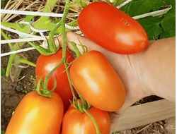 Томат Кенигсберг красный