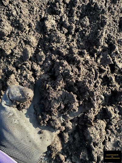 коровий навоз перегной