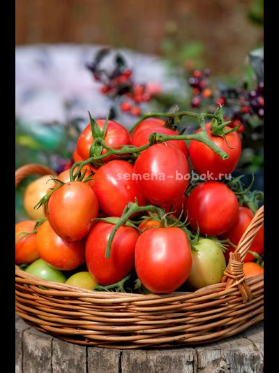Томат Царица Полей, 10 шт