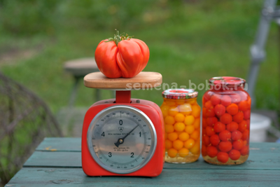 Томат Rim (Рим), 10 шт