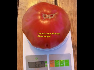 Томат Гигантское яблоко (Giant Apple, Сербия)