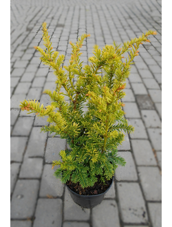 Тис ягодный Elegantissima