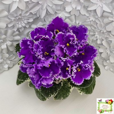 Dn-Юная Француженка (Д. Денисенко) 2016 г.